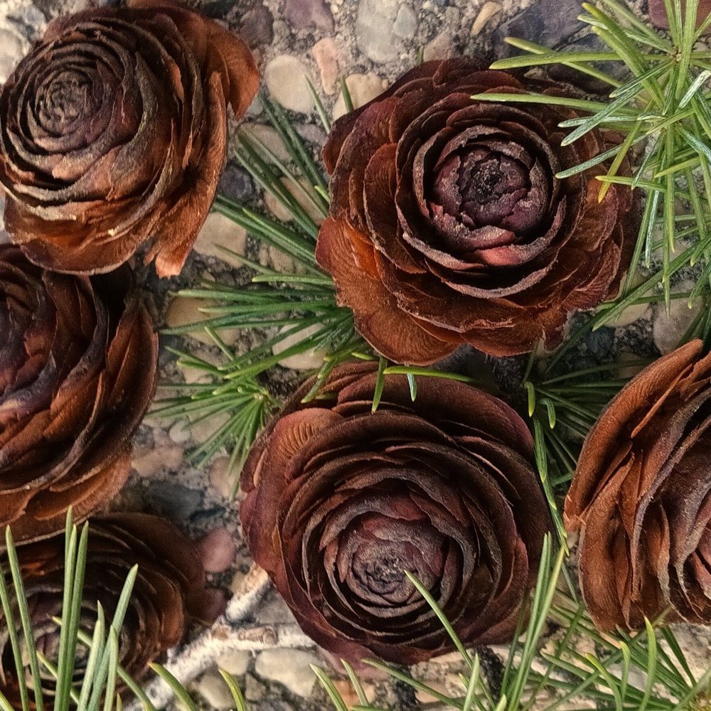 25 Rose Shaped Cedar Pine Cones